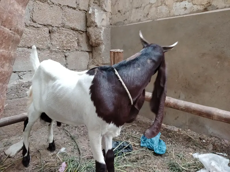 patteri bred kids — photo 2
