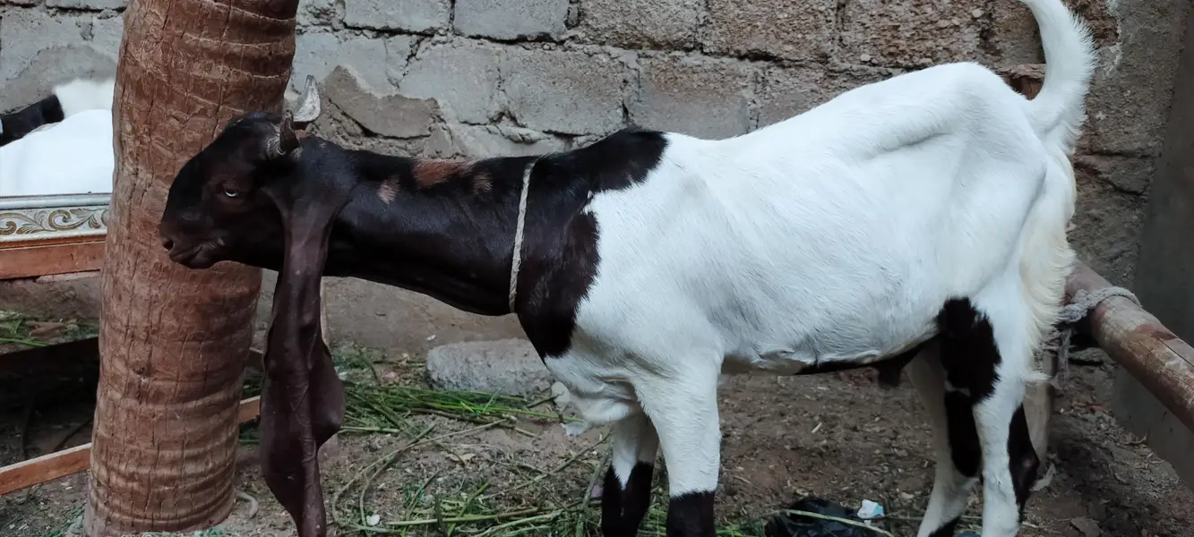 patteri bred kids — photo 4