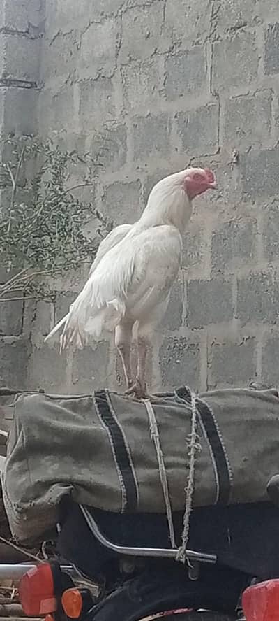 Heera Asel