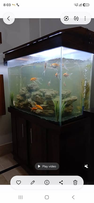 fish aquarium