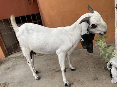 goat with kid