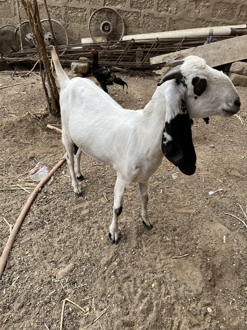 goat with kid — photo 2