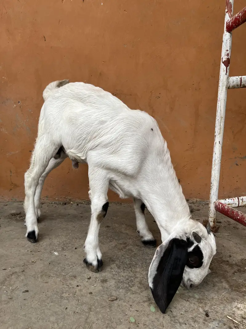 goat with kid — photo 3