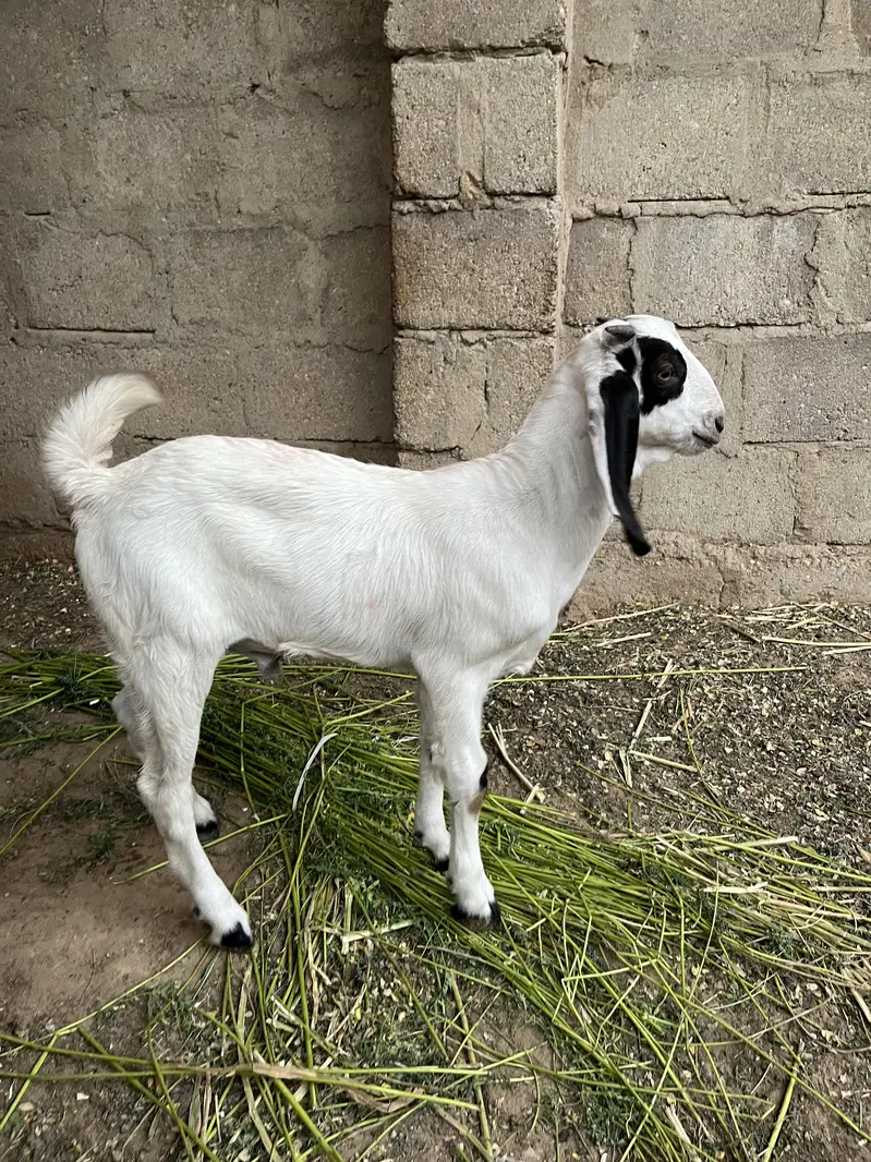 goat with kid — photo 4