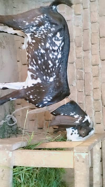 maki chana bakra