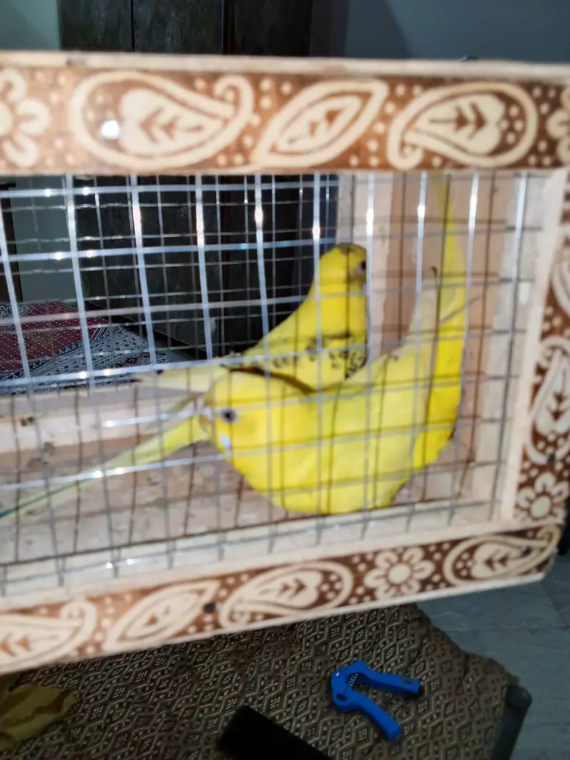 Australian bujies — photo 2