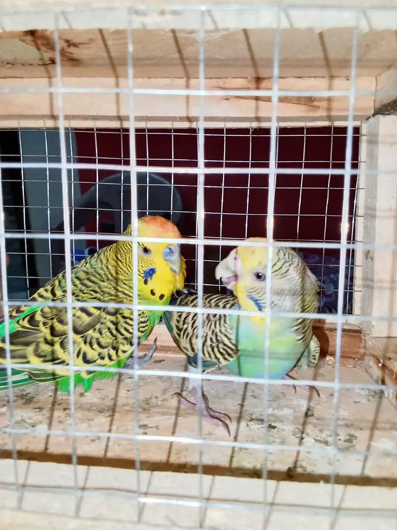 Australian bujies — photo 5