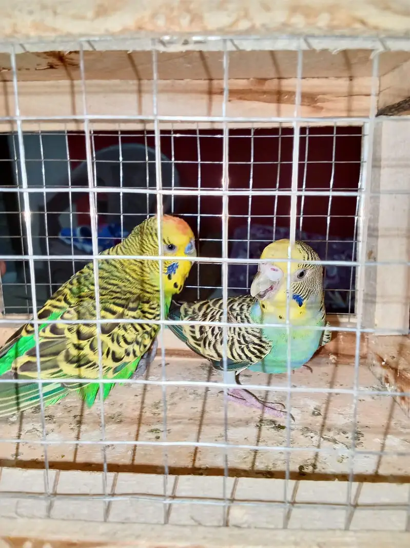 Australian bujies — photo 6