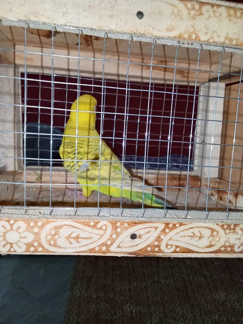Australian bujies — photo 7