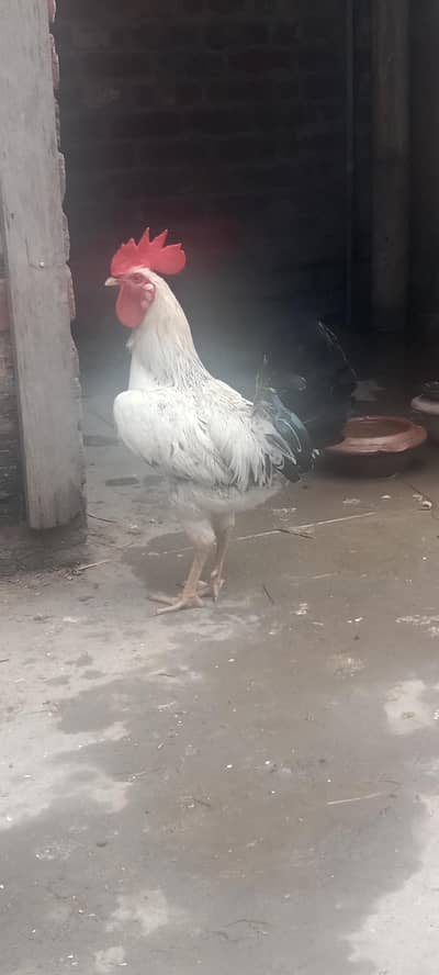 White Desi Murga