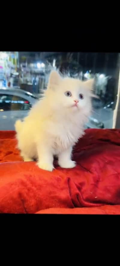 persian cat for sale
