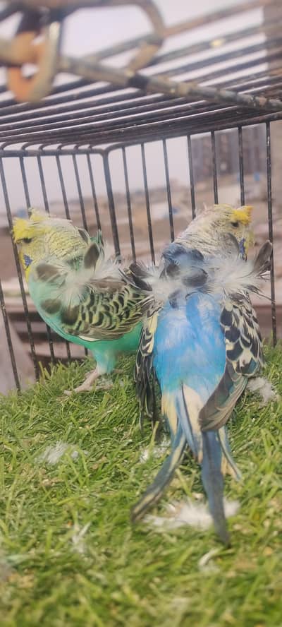 beautiful colour budgie