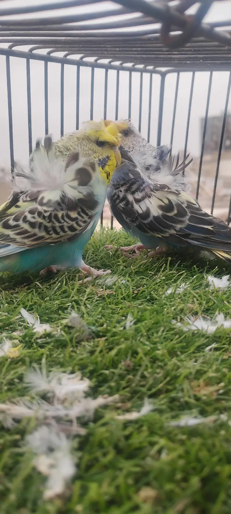 beautiful colour budgie — photo 2