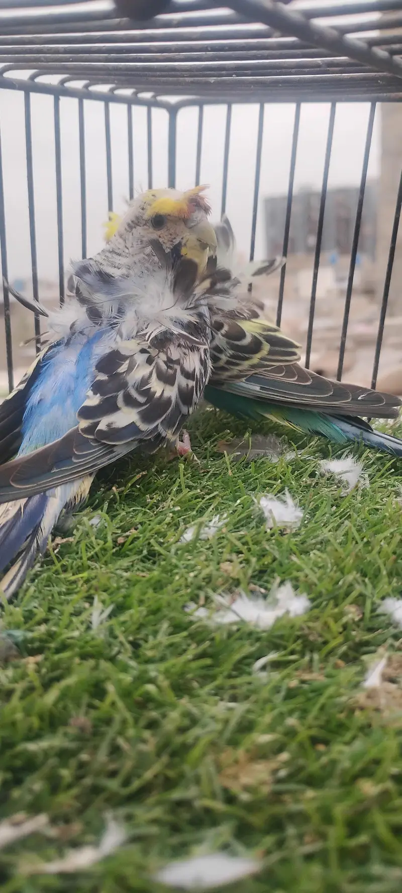 beautiful colour budgie — photo 3