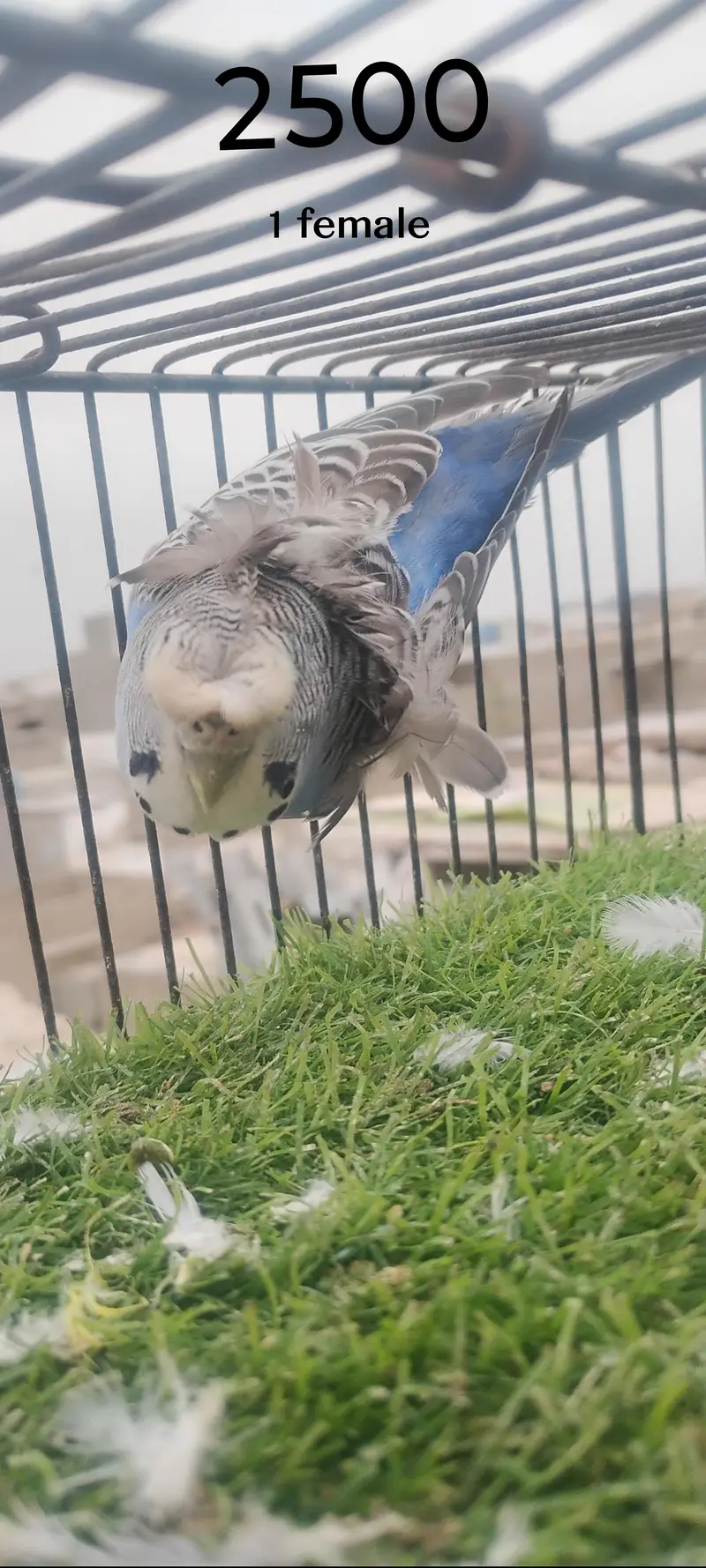 beautiful colour budgie — photo 4