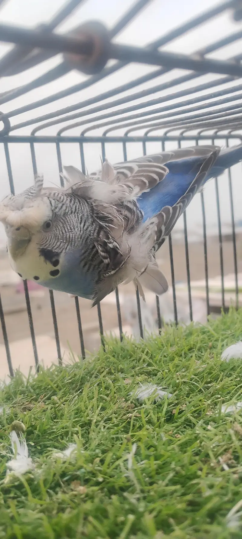 beautiful colour budgie — photo 5