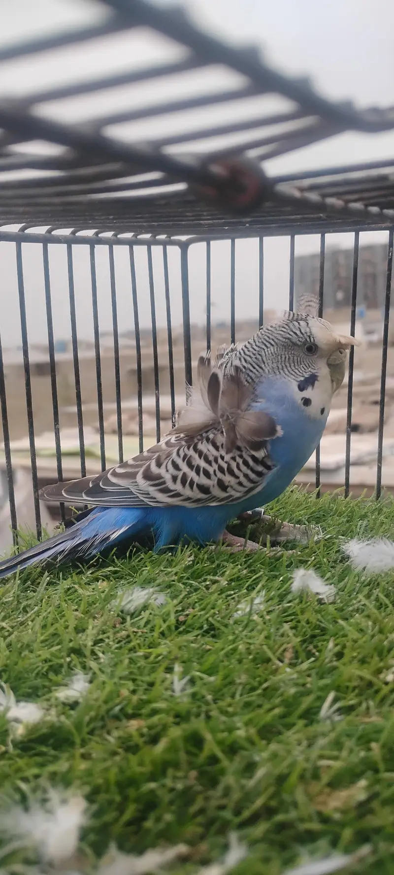 beautiful colour budgie — photo 6