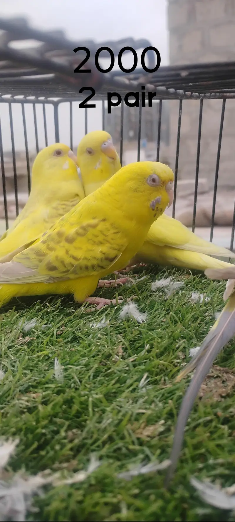 beautiful colour budgie — photo 7
