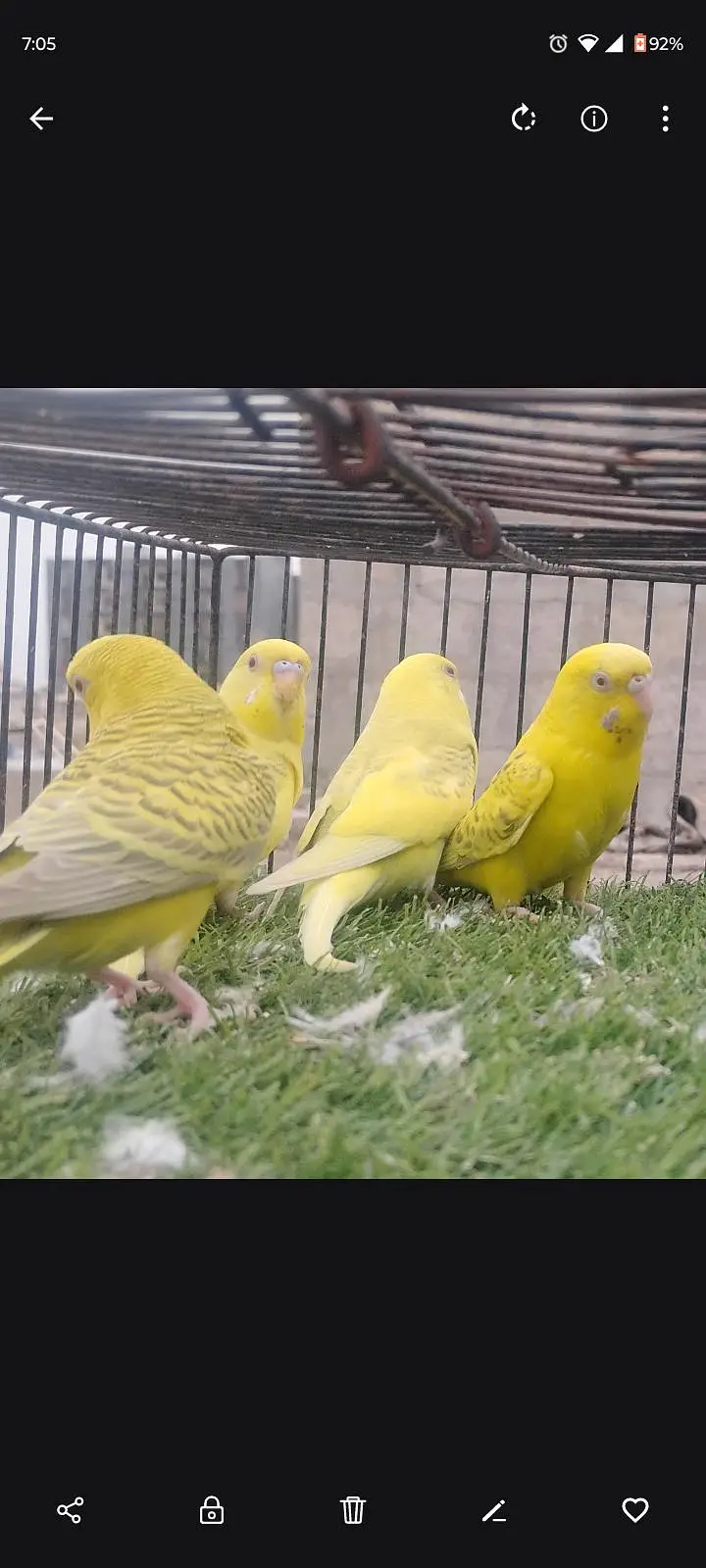 beautiful colour budgie — photo 8
