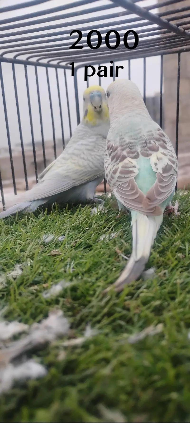 beautiful colour budgie — photo 9