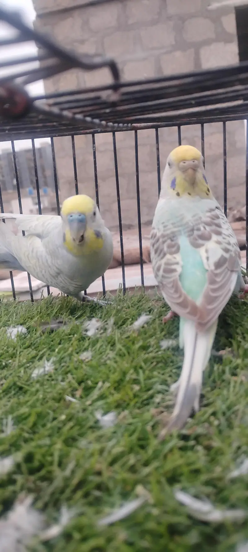 beautiful colour budgie — photo 10