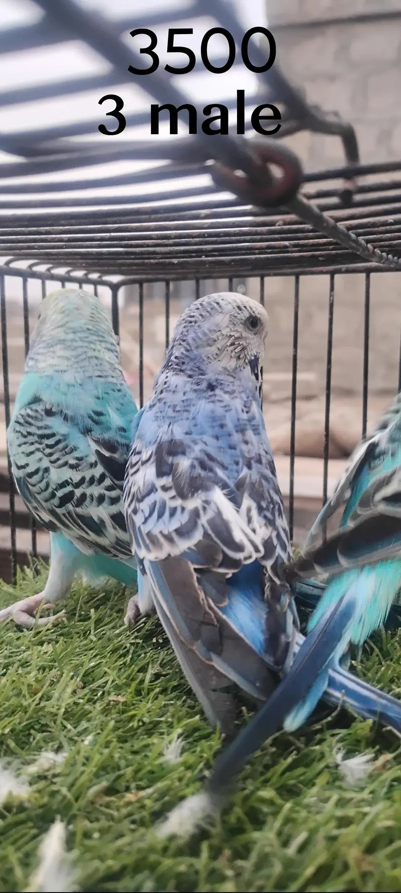 beautiful colour budgie — photo 11