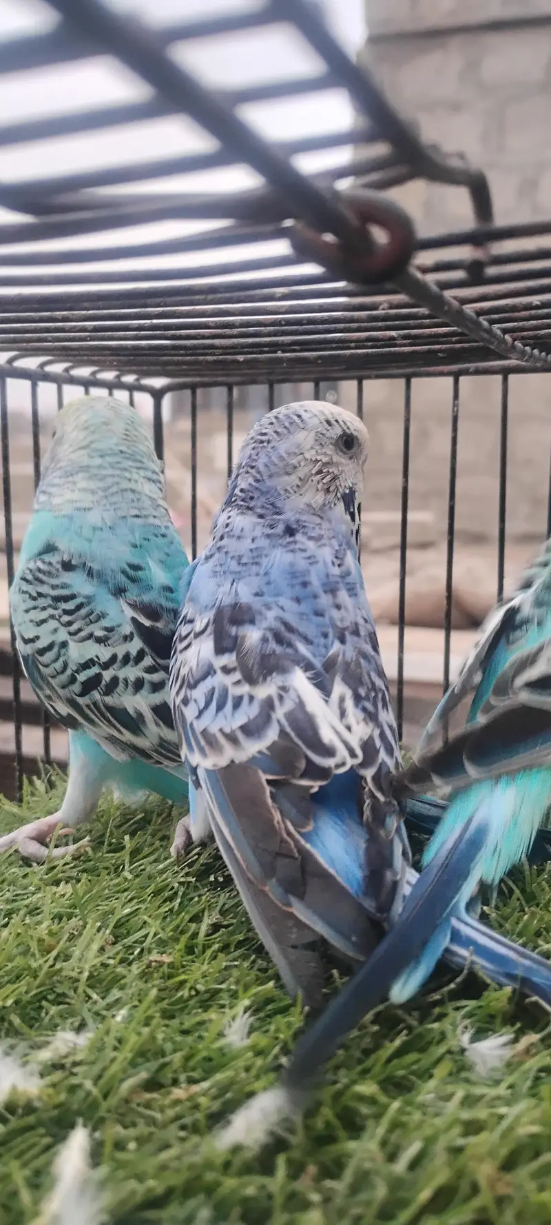 beautiful colour budgie — photo 12
