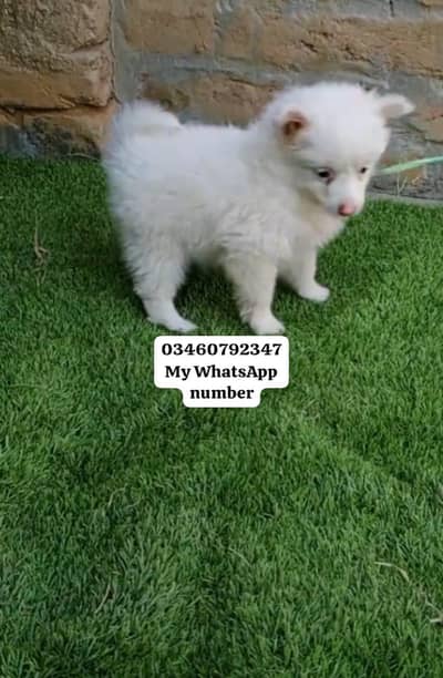 Russian puppy for sale age 3 month