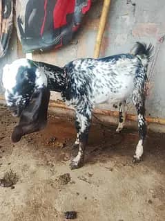 lowest price male kid for next qurbani