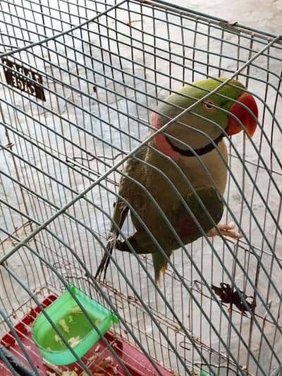 raw parrot male
