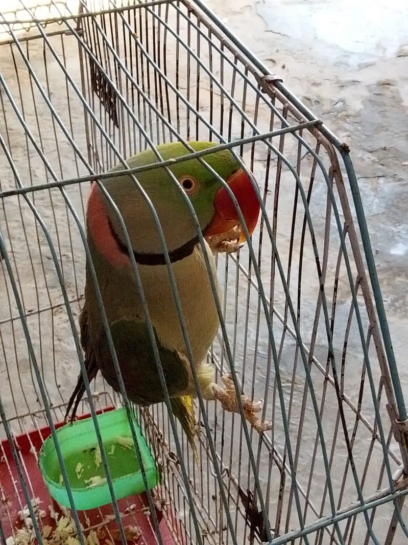 raw parrot male — photo 2