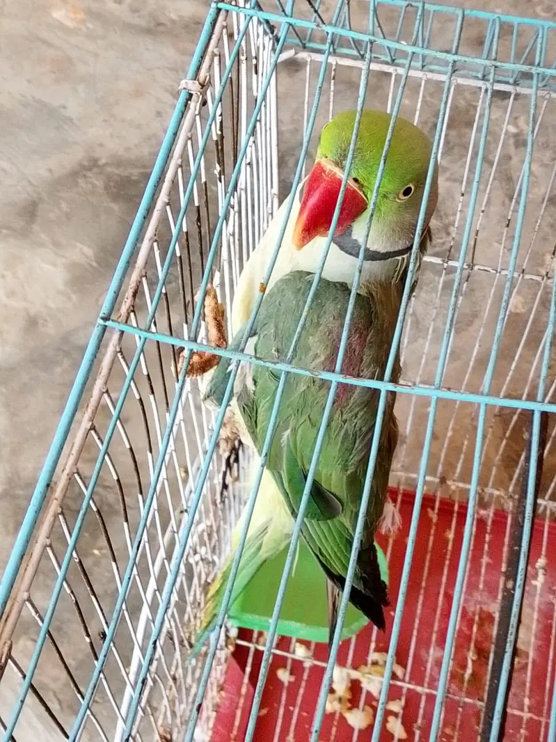 raw parrot male — photo 3