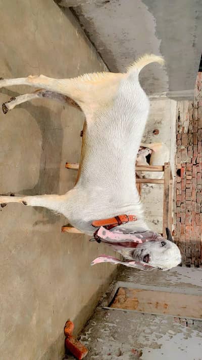 white rajanpuri