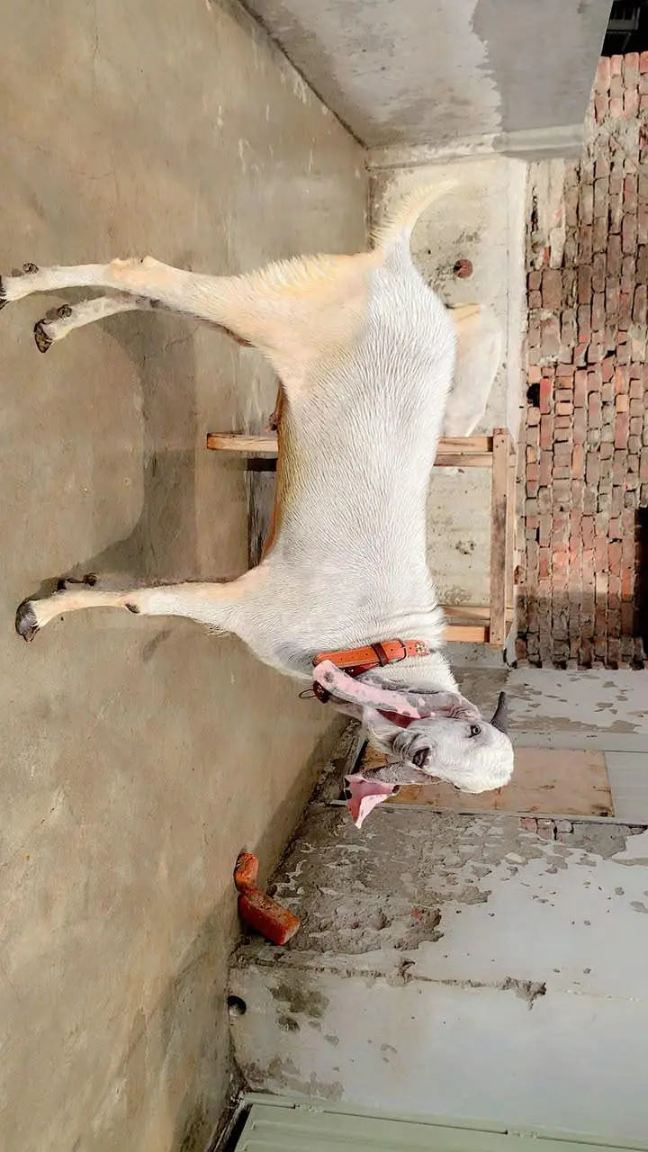 white rajanpuri — photo 2