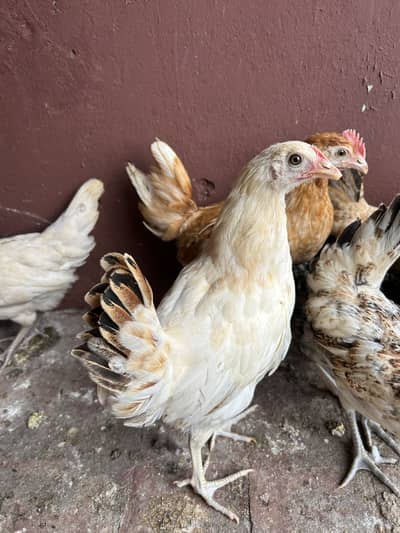 7female 2 male desi misri
