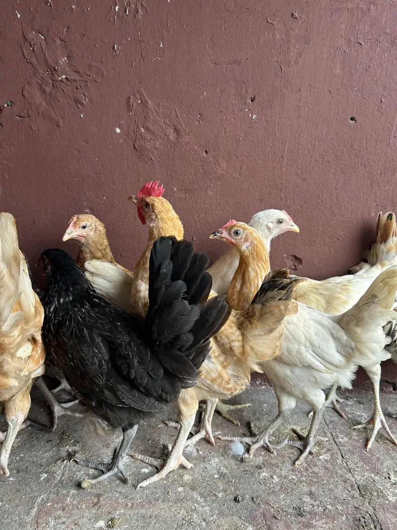 7female 2 male desi misri — photo 2