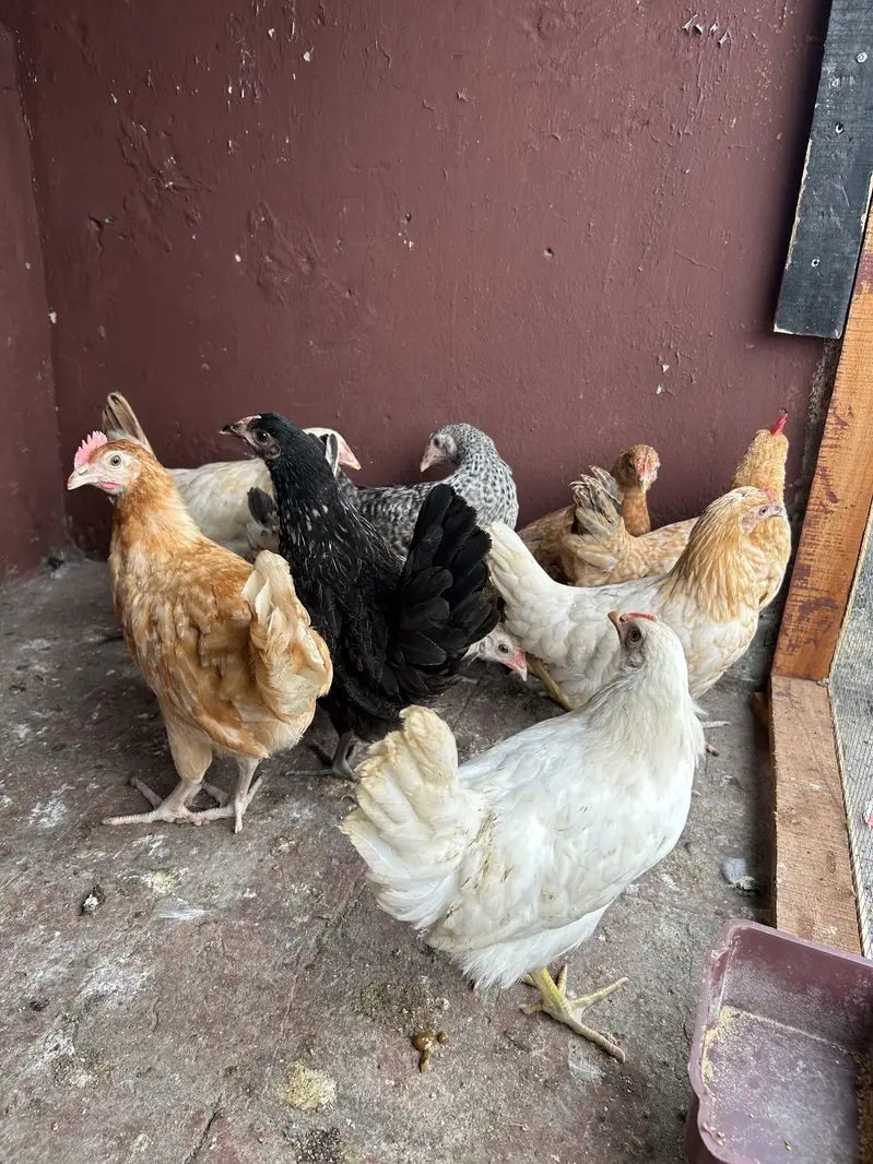 7female 2 male desi misri — photo 3