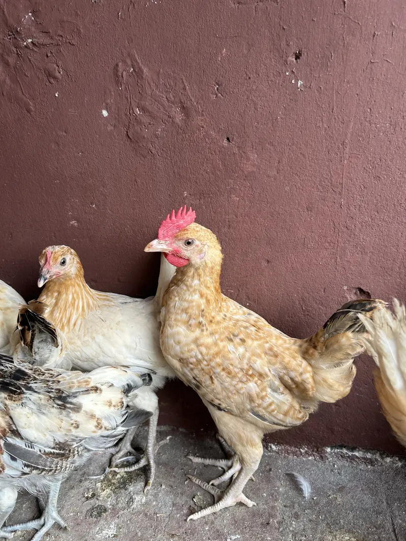 7female 2 male desi misri — photo 4