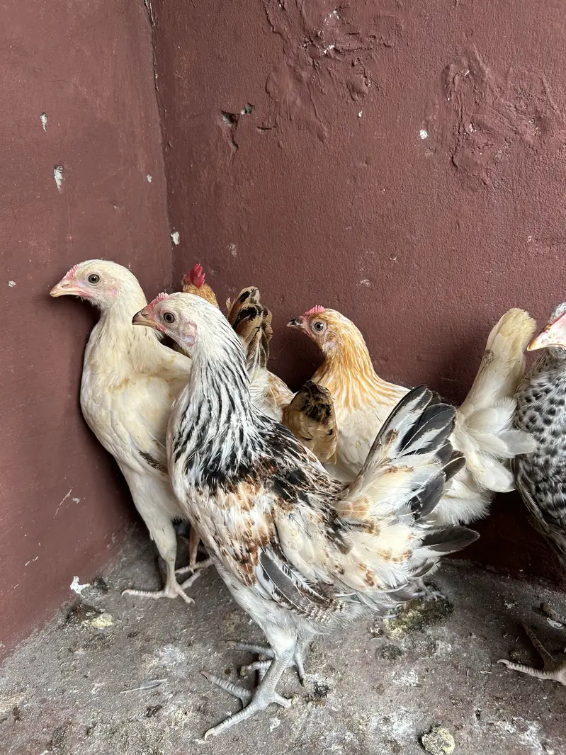 7female 2 male desi misri — photo 5