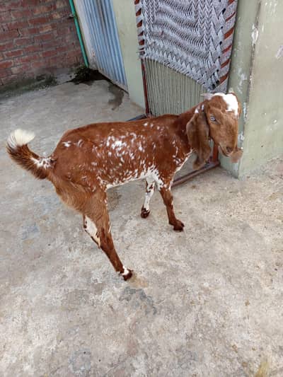 Goat(Path) for Sale: ( 03124959247 )