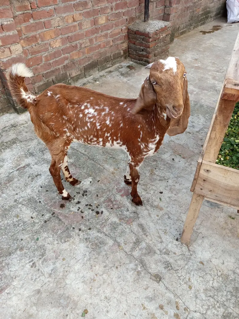 Goat(Path) for Sale: ( 03124959247 ) — photo 2