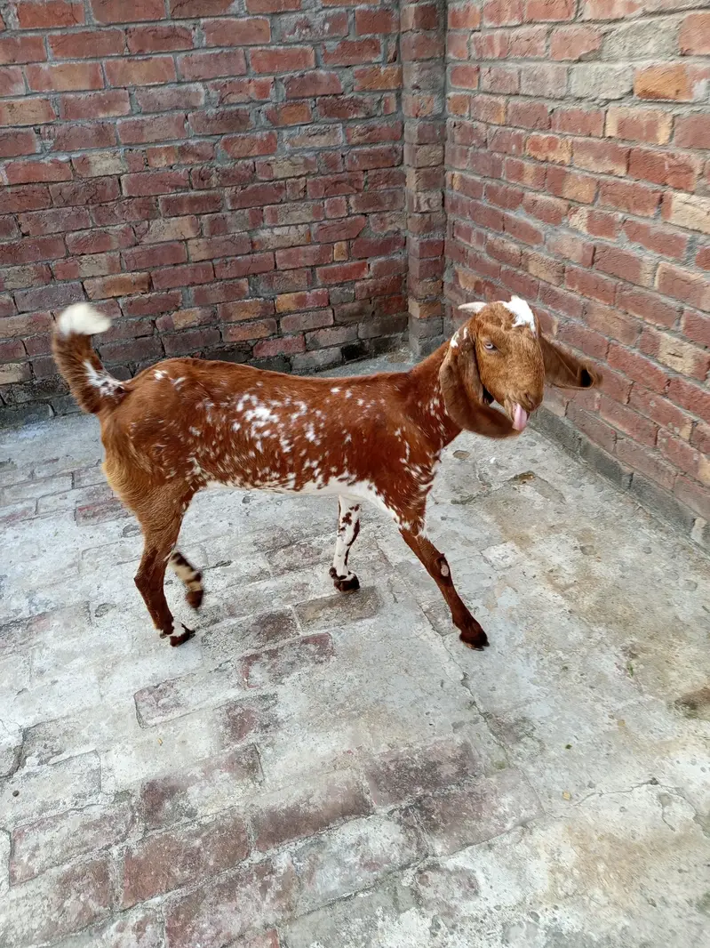 Goat(Path) for Sale: ( 03124959247 ) — photo 3