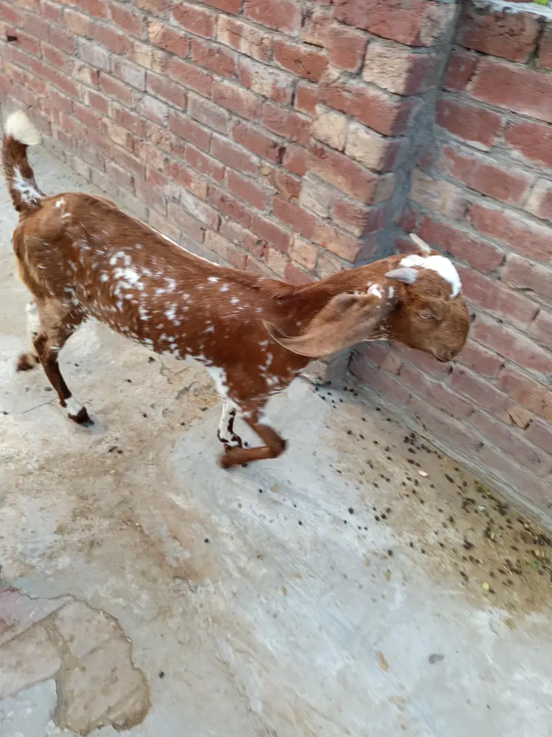Goat(Path) for Sale: ( 03124959247 ) — photo 4