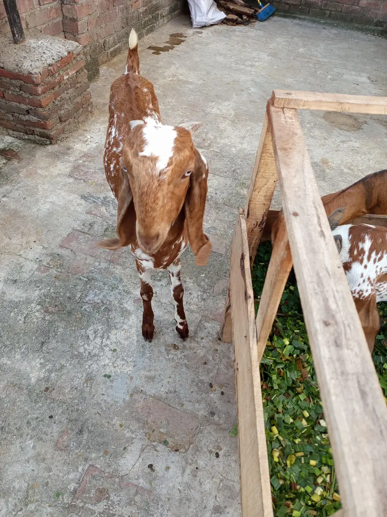 Goat(Path) for Sale: ( 03124959247 ) — photo 5