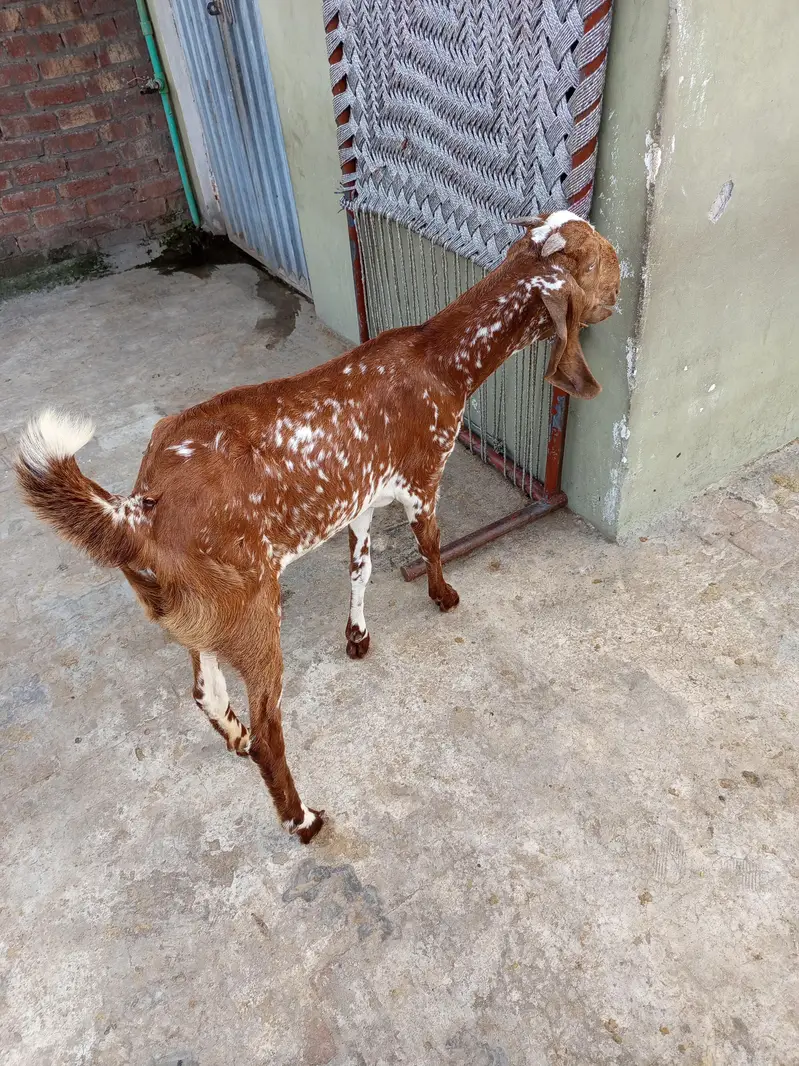 Goat(Path) for Sale: ( 03124959247 ) — photo 6