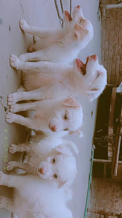 Russian dogs available