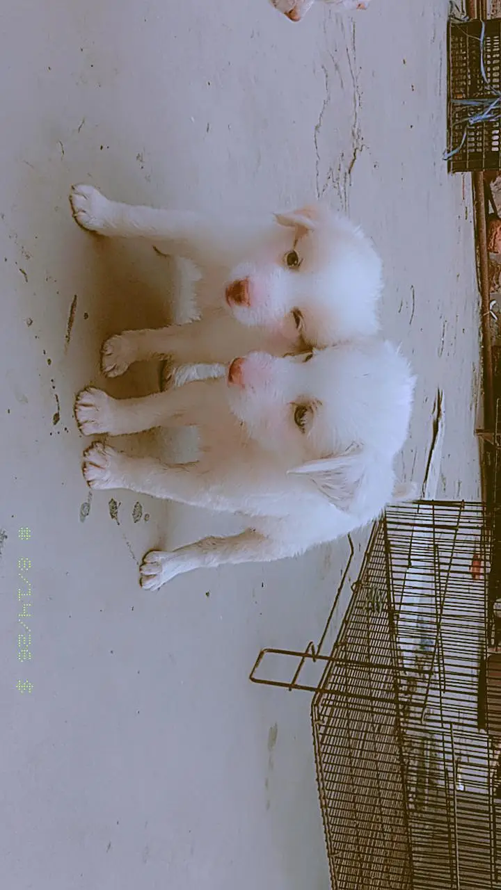 Russian dogs available — photo 2