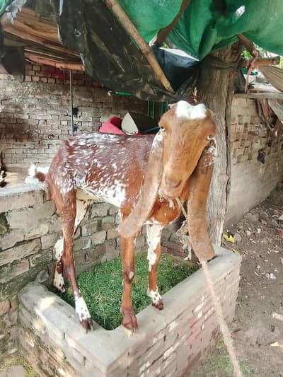 pure makhi cheni bakri