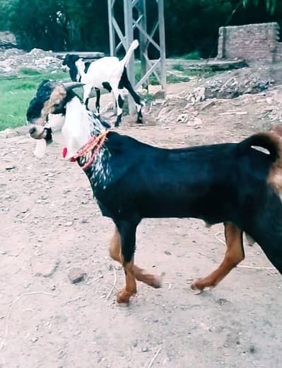 bakra