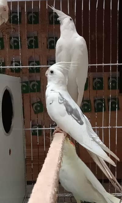 White-Faced Pied Cockatiel